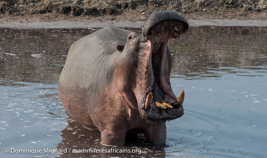 Hippopotame amphibie - hippopotamus amphibius