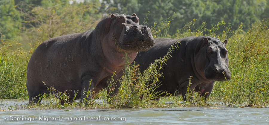 Hippopotame amphibie - hippopotamus amphibius