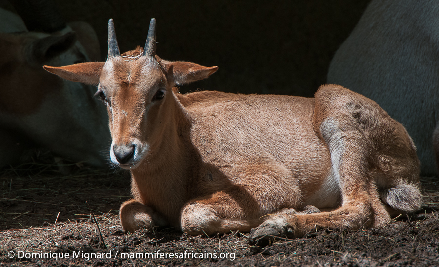 Oryx algazelle Scimitar-horned oryx oryx dammah