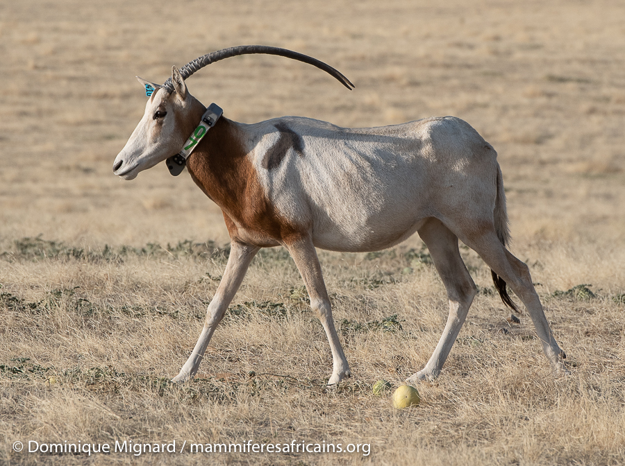 Oryx algazelle Scimitar-horned oryx oryx dammah