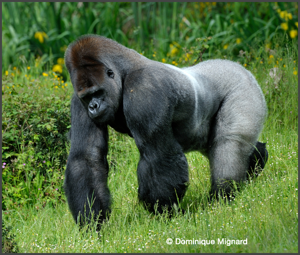 Gorilles des plainesde l'Ouest  la Valle des Singes - Romagne