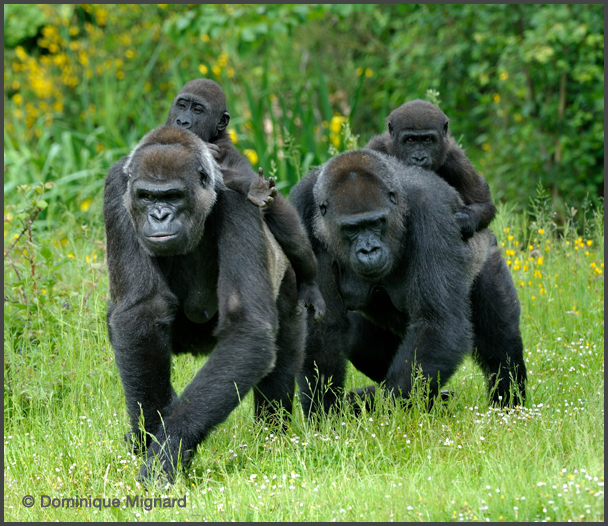 Gorilles des plainesde l'Ouest  la Valle des Singes - Romagne