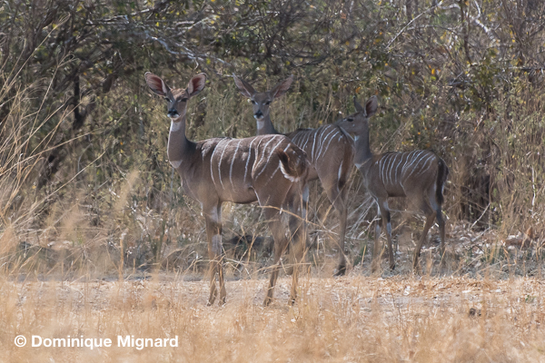 lesser_kudu