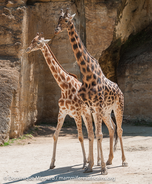 RÃ©sultat de recherche d'images pour "girafes de kordofan"