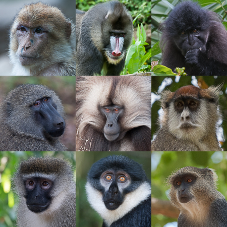 Les primates africains
