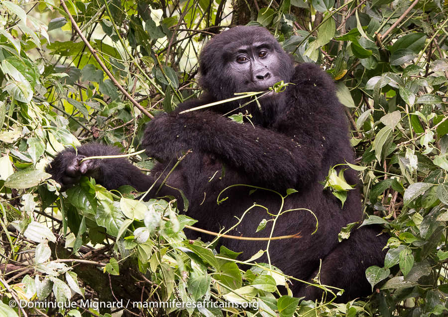 Les gorilles font partie avec les chimpanzés et bonobos des grands singes africains. Hominidés caractérisés par l’absence de queue et leur grande taille.