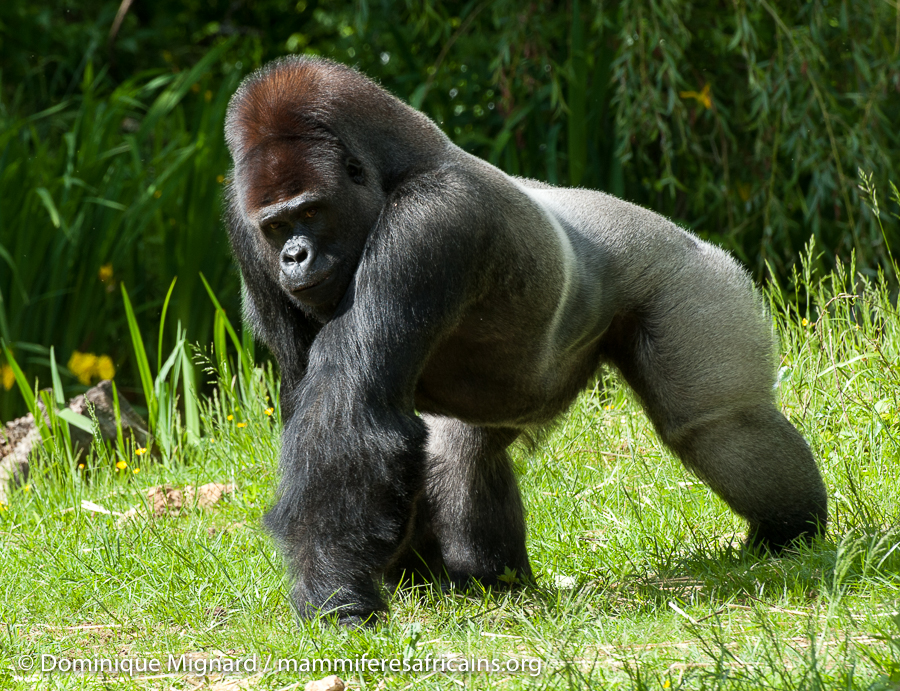 Les gorilles font partie avec les chimpanzés et bonobos des grands singes africains. Hominidés caractérisés par l’absence de queue et leur grande taille.