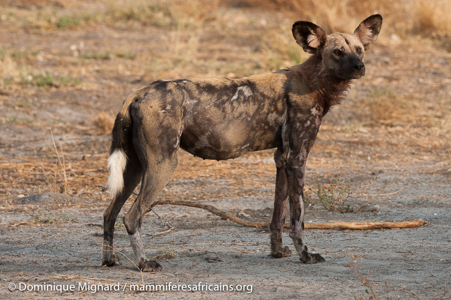 Lycaon, chien sauvage africain