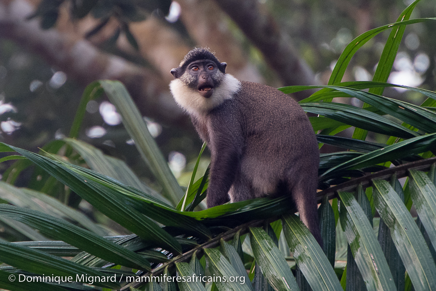 Primates et petits mammifères du Bénin - Impressions et observations au cour d’un voyage du Sud au Nord du Bénin. (Colobes, cercopithèques et galagos).