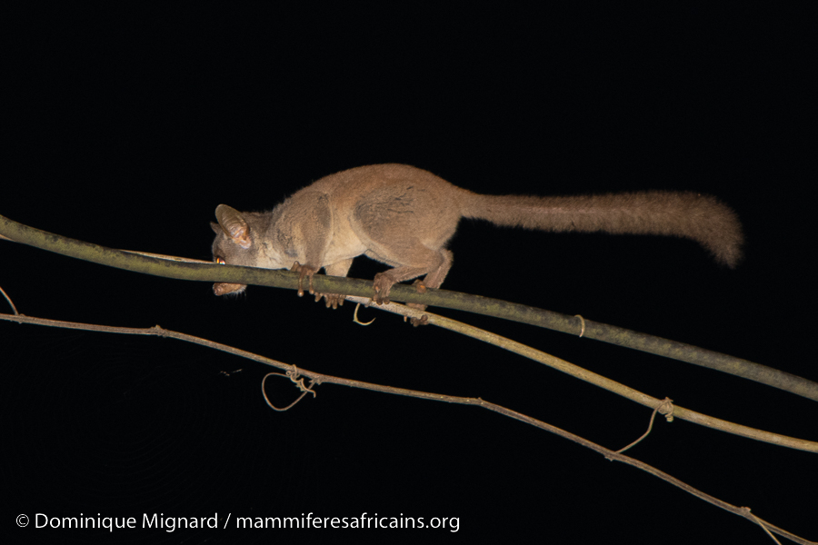 Primates et petits mammifères du Bénin - Impressions et observations au cour d’un voyage du Sud au Nord du Bénin. (Colobes, cercopithèques et galagos).